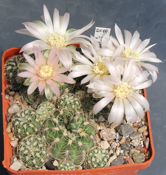 Gymnocalycium  bruchii lafaldense VG335 La Falda Cord   337.297