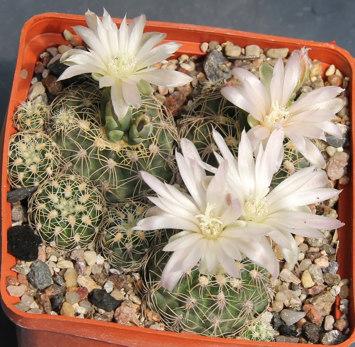 Gymnocalycium  bruchii lafaldense VG335 La Falda Cord   337.297