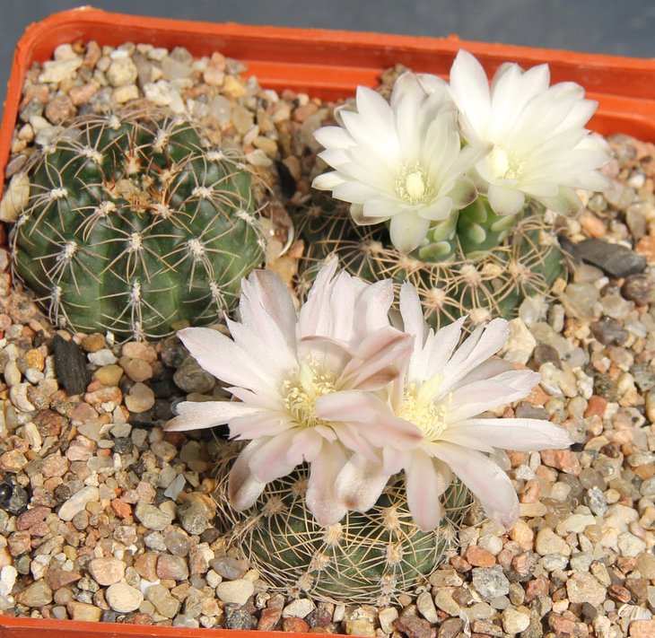 Gymnocalycium  bruchii  VG481  Va Gral Belgrano Cord 1183m   kk337.266
