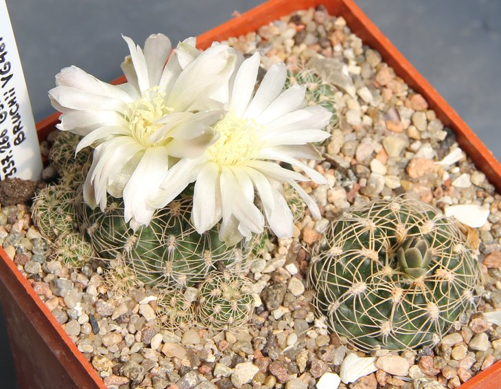 Gymnocalycium  bruchii  VG481  Va Gral Belgrano Cord 1183m   kk337.266