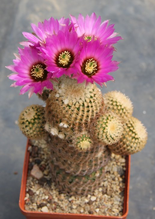 Echinocereus reichenbachii  Lau1061  Crucitas -Zaragoza 100m Tam