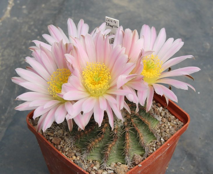 Echinocereus pulchelus weimbergii costatus Lau1036  SLP City direction to Aguascalientes 2000-2100m.