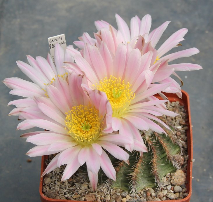 Echinocereus pulchelus weimbergii costatus Lau1036  SLP City direction to Aguascalientes 2000-2100m..