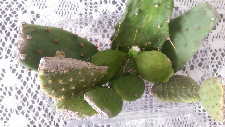opuntia mix-2.jpg