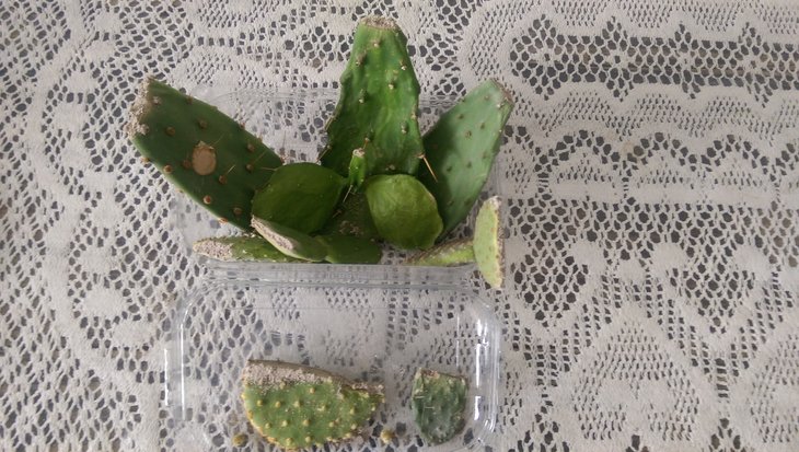 opuntia mix-1.jpg