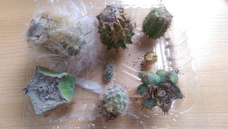cactus mix1.jpg