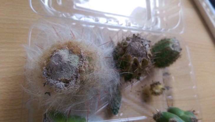 cactusmix2.jpg
