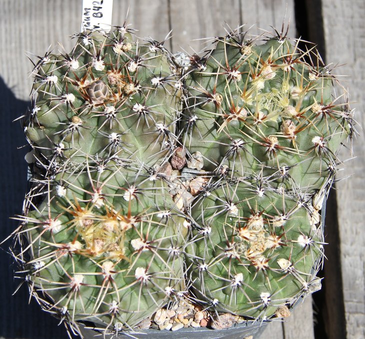 Gymnocalycium sp. B42
