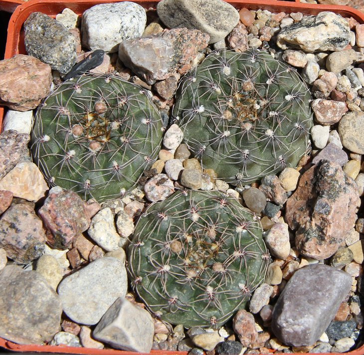 Gymnocalycium ponomarevae (baldianum) JPR95-179.550 El Alto 1100m. Cat.
