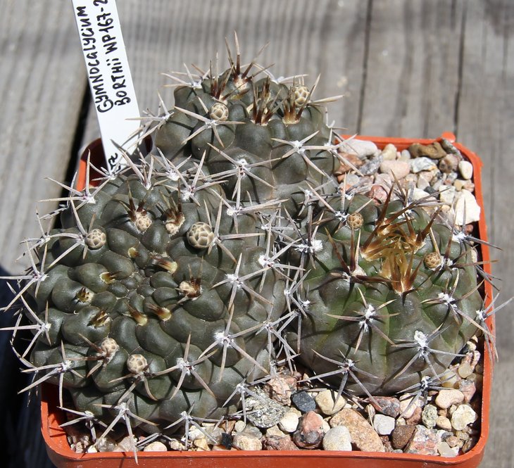 Gymnocalycium borthii WP167-285 Mercedes S.L.  PILTZ3227