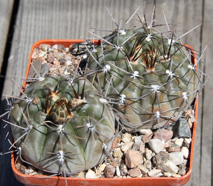 Gymnocalycium borthii WP63-78 Zanjitas S.L.   PILTZ3411
