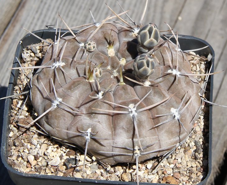 Gymnocalycium  borthii nogolense VG684 Ea La Elvira S.L.  638m  kk335.487