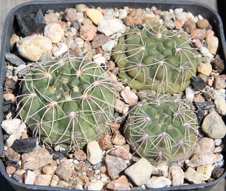 Gymnocalycium aff. capilaense P191 Alpa Coral  PILTZ4286