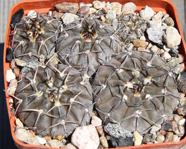 Gymnocalycium  riojense guasayanense VG1094 VilladelaPunta,SantiagodelEstero 427m  kk406.07