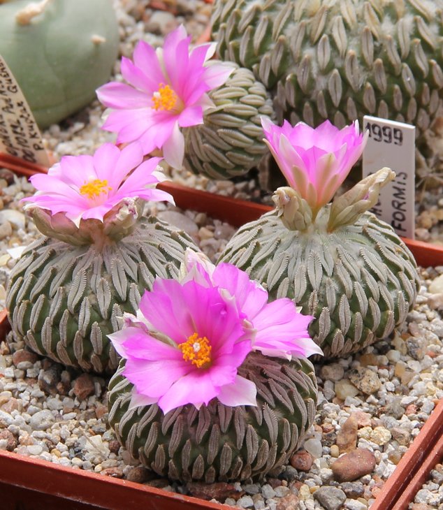Pelecyphora aselliformis