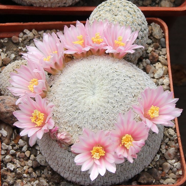 Mammillaria pectinifera