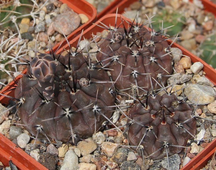 Gymnocalycium striglianum herminae WP0162-268