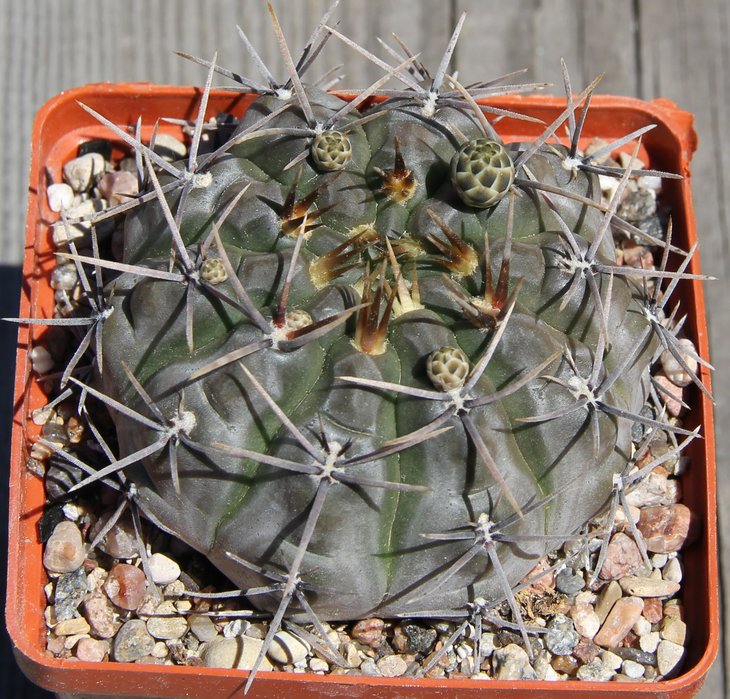 Gymnocalycium borthii LB30