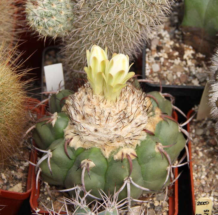 Discocactus crystallophilus