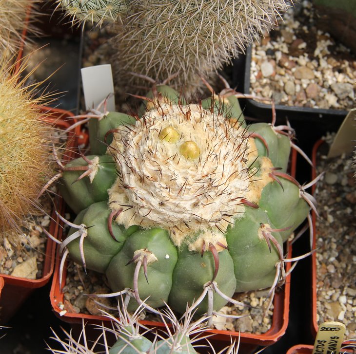 Discocactus crystallophilus