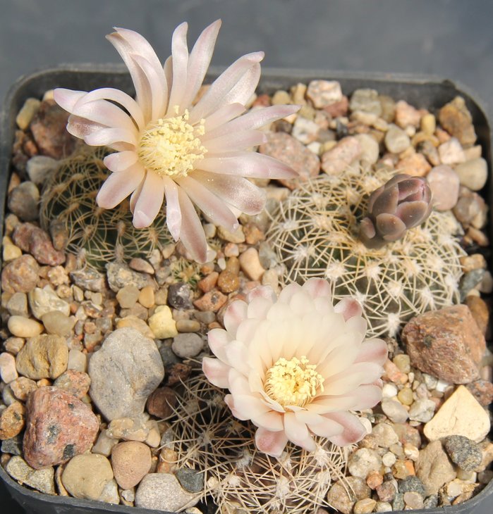 Gymnocalycium carolinense ludwigii VG288  Sa de Portezuelo S.L.   KK341.803