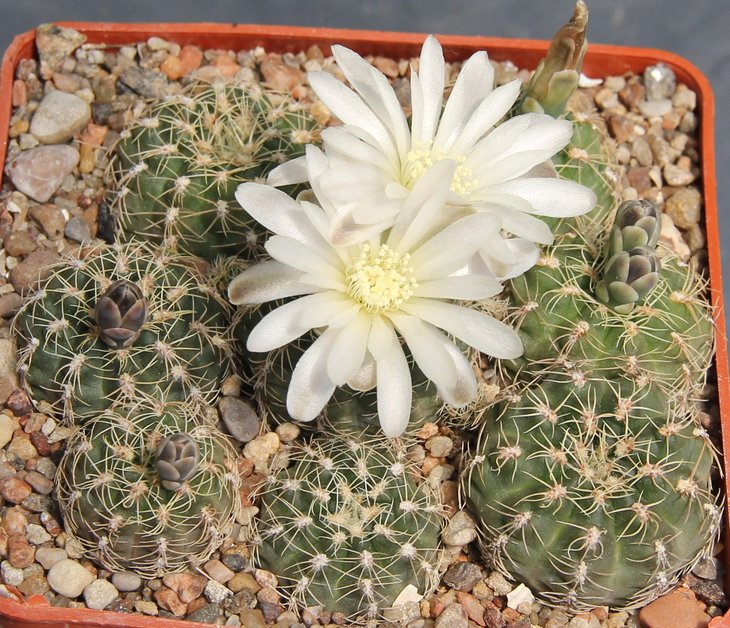Gymnocalycium bruchii VG1163  Sa Chica Cord.  1610m. KK337.253