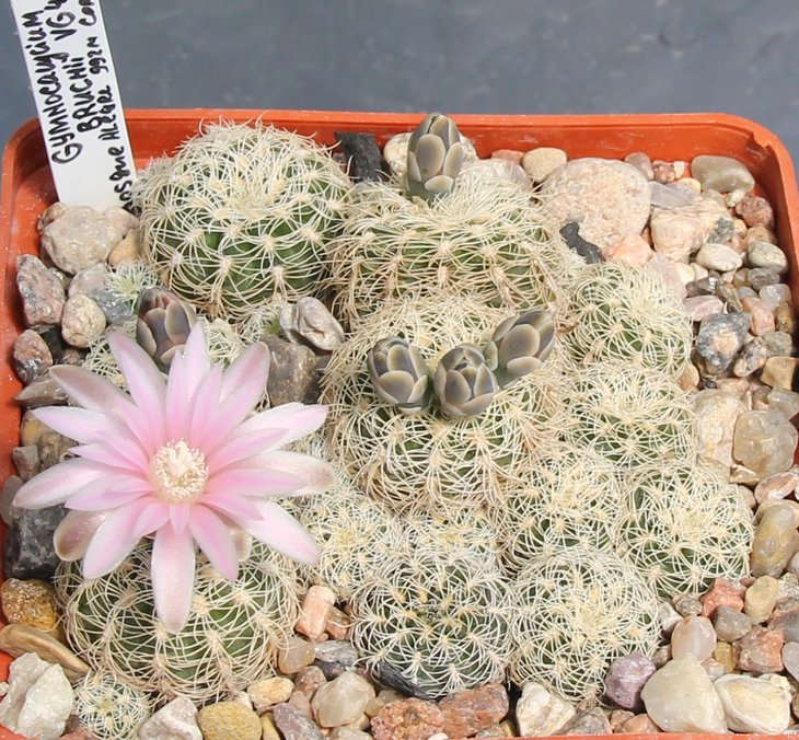 Gymnocalycium bruchii VG484