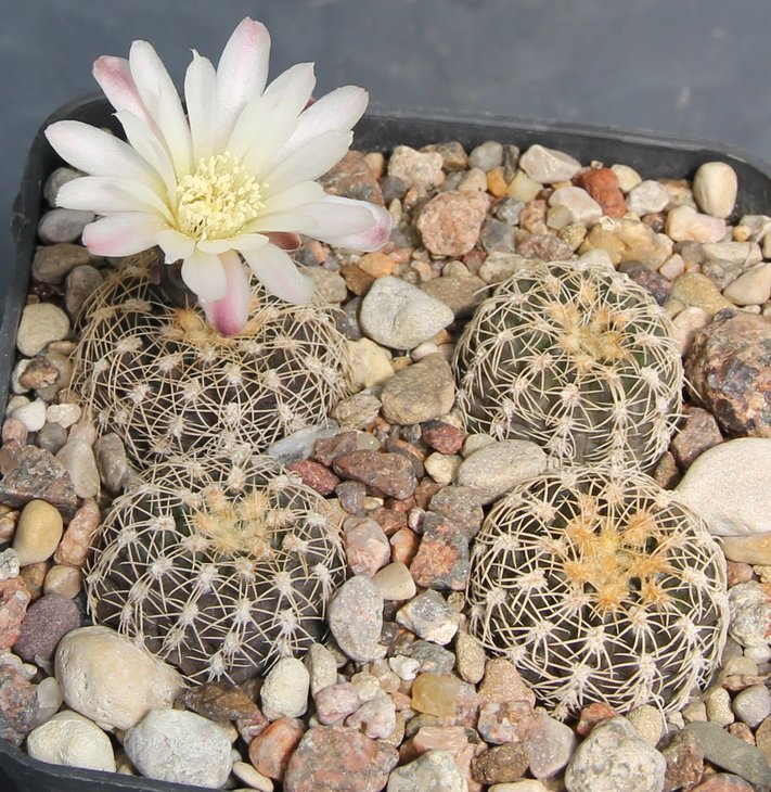 Gymnocalycium bruchii var. STO879  Sierra de Portezuelo S.L.  Bercht1990.