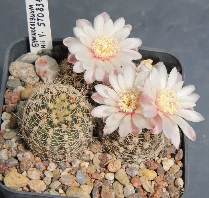 Gymnocalycium bruchii var. STO836  Las Palmas Bercht1989