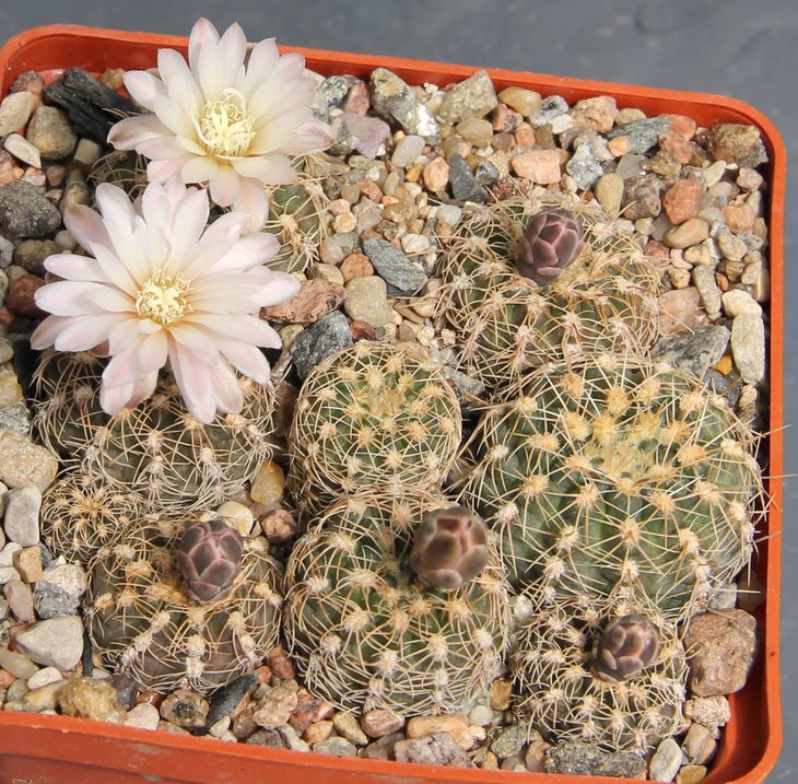 Gymnocalycium bruchii var. GN255-810 Sa de Portezuelo S.L.  PILTZ3767