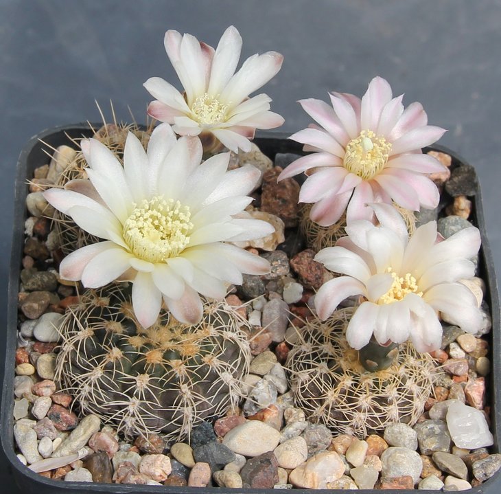 Gymnocalycium bruchii var.  STO879  Sierra de Portezuelo S.L.  Bercht1990