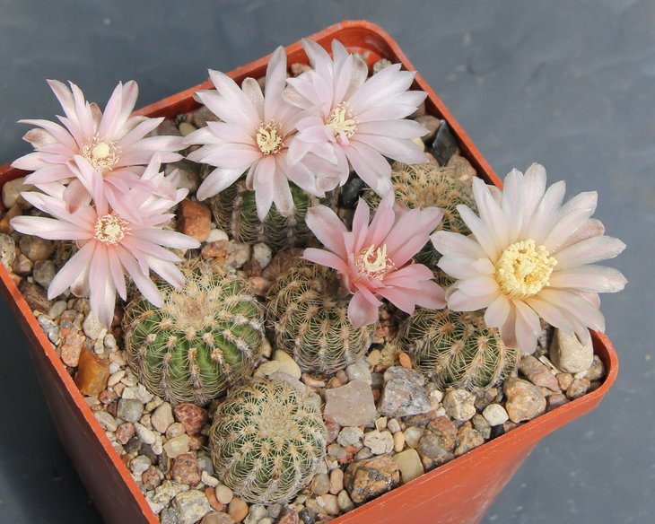 Gymnocalycium bruchii pawlovsky VG545  KK337.405
