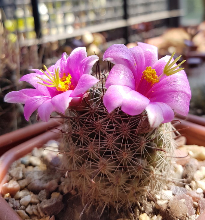 20170607_115335_1.jpg