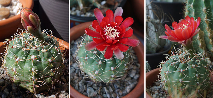 Gymnocalycium Baldianum