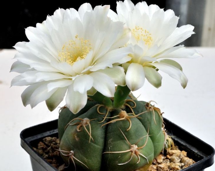 Gymnocalycium denudatum