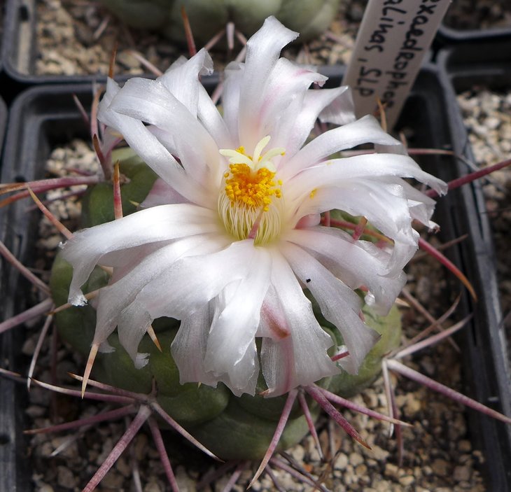 Thelocactus hexaedrophorus lloydii SB113 Salinas SLP