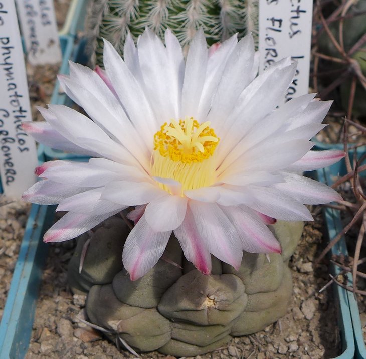 Thelocactus hexaedrophorus P467 Las Flores SLP   PILTZ4490