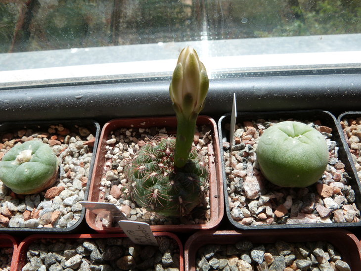 Gymnocalycium mesopotamicum