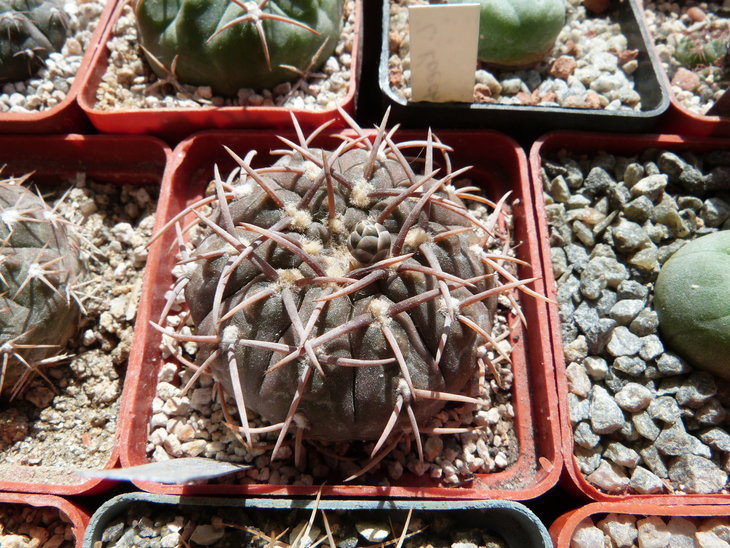 Gymnocalycium stellatum var. paucispinum