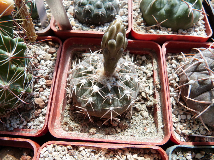 Gymnocalycium riojense