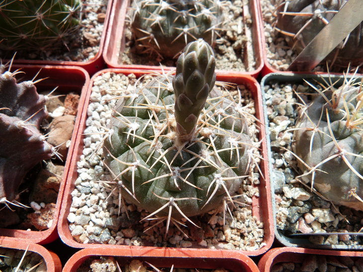 Gymnocalycium triacanthum