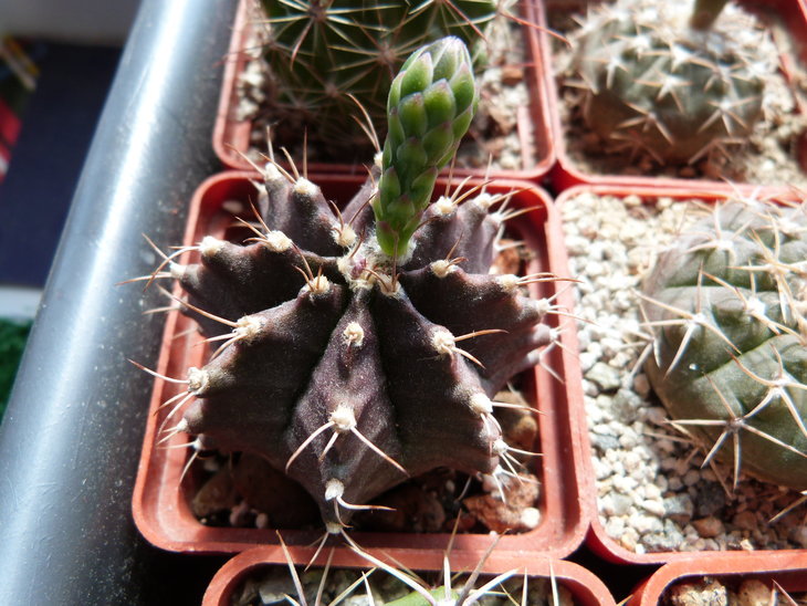 Gymnocalycium gb