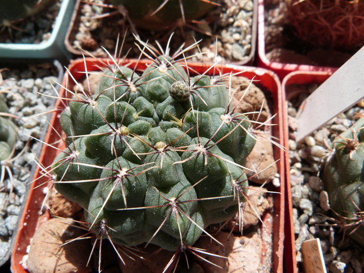 Gymnocalycium baldianum gibr
