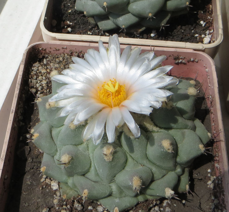 Thelocactus phymatotelos