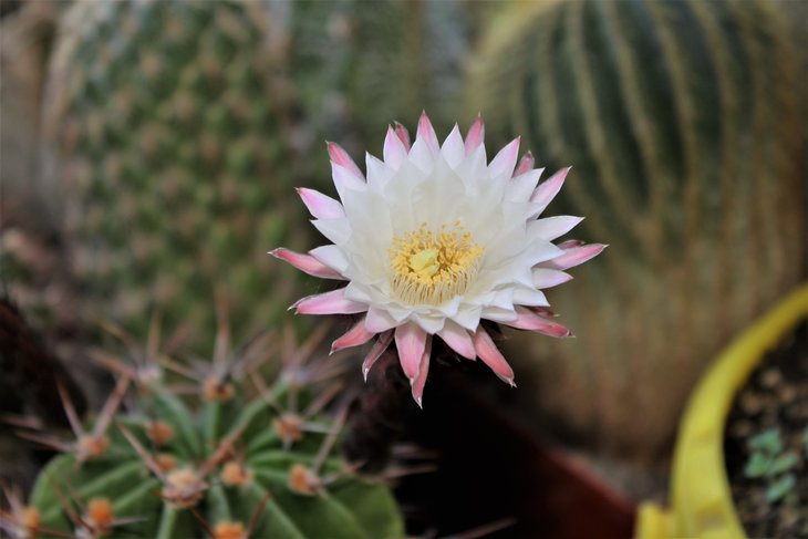 Echinopsis    chacoana