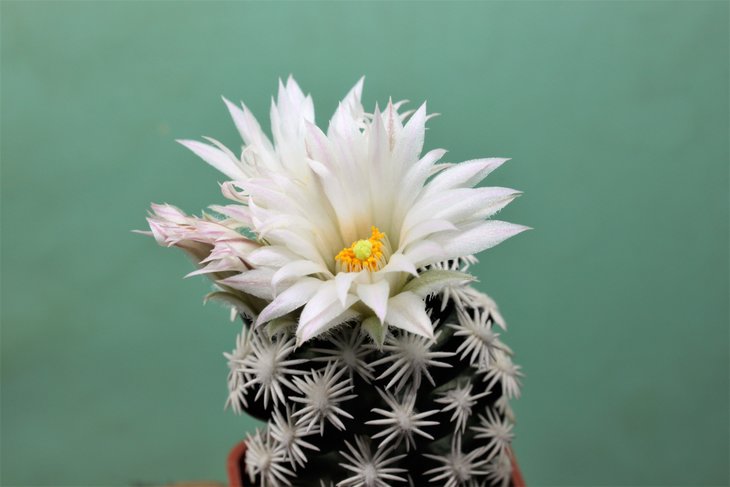 Escobaria abdita