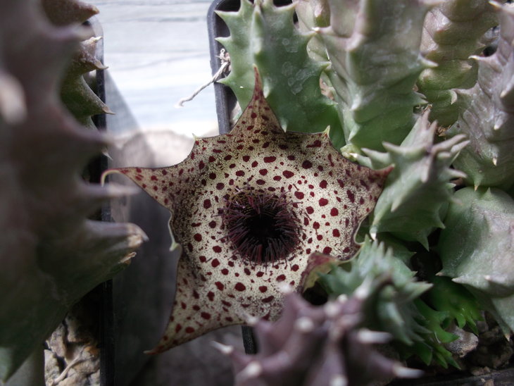 DSCF5018.JPG