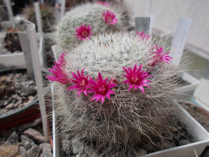 Mammillaria hahniana.JPG