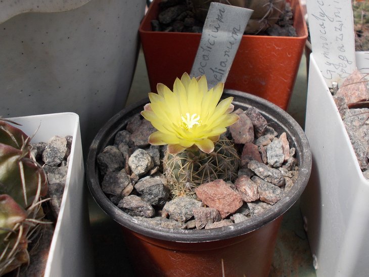 Gymnocalycium netrelianum.jpg