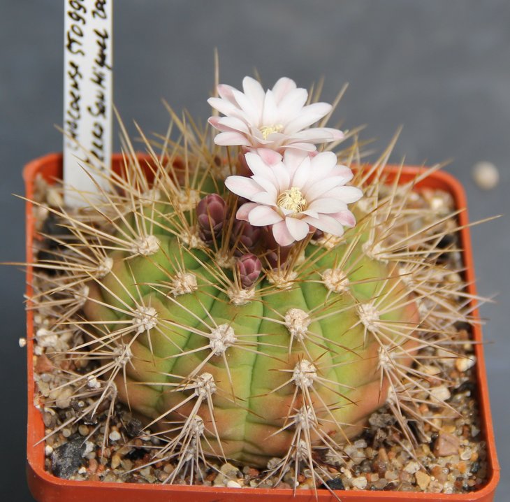 Gymnocalycium chacoense STO990